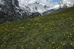 Millefleurs_6