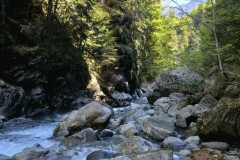 trient_4